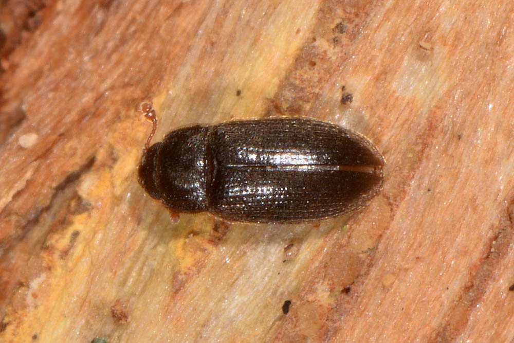 Biphyllidae anche lui?  S !  Biphyllus frater